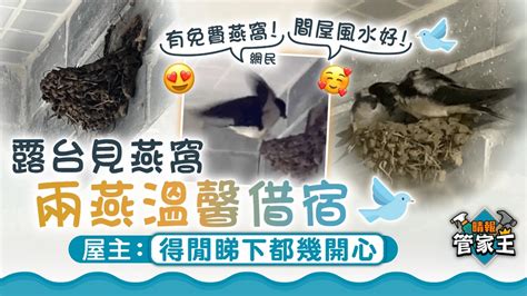 燕子築巢位置|抬頭找家燕！鳥會邀大眾共繪製臺北燕子築巢地圖